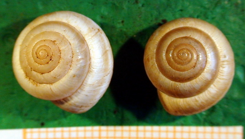 Monacha (Eutheba) rizzae (Aradas, 1844) (SR)